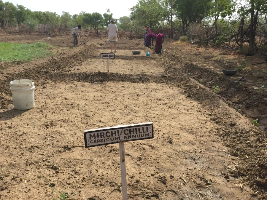 monsoon seeds planted after a storm the day before 1200